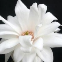 Magnolia x loebneri 'Mag's Pirouette'