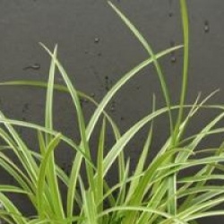 Carex morrowii 'Ice Dance'