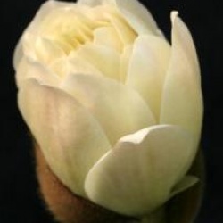 Magnolia x loebneri 'Mag's Pirouette'