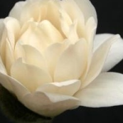 Magnolia x loebneri 'Mag's Pirouette'