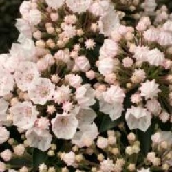 Laurier des montagnes � fleurs blanches