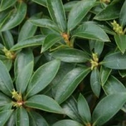 Kalmia latifolia 'Elf'