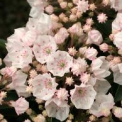 Kalmia latifolia 'Elf'
