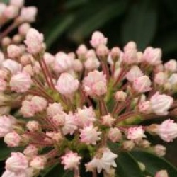 Kalmia latifolia 'Elf'