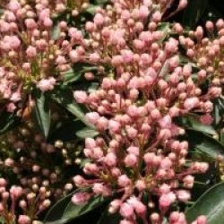 Kalmia latifolia 'Elf'