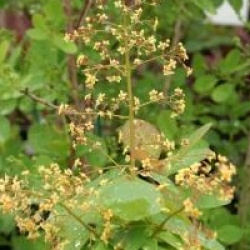 Cotinus obovatus