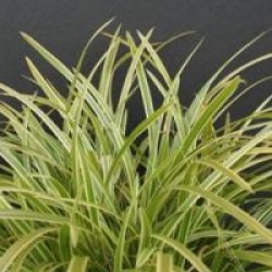 Carex 'Silver Sceptre' - Carex Silver Sceptre