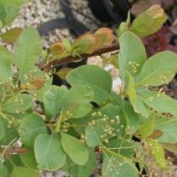 Cotinus obovatus