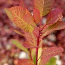 Cotinus obovatus - Cotinus obovatus