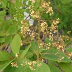 Cotinus obovatus