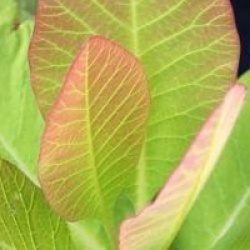 Cotinus obovatus