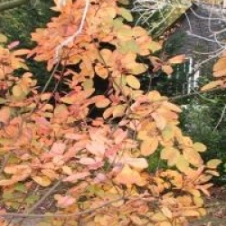 Cotinus obovatus
