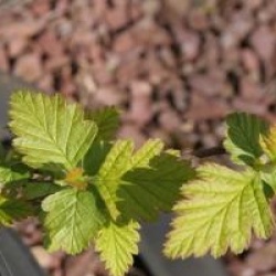 Holodiscus discolor 