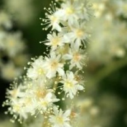 Holodiscus discolor 