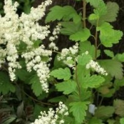 Holodiscus discolor 