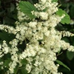 Holodiscus discolor 