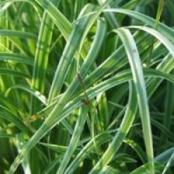 Carex 'Silver Sceptre'