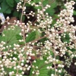 Holodiscus discolor 