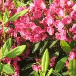 Kalmia angustifolia f. rubra