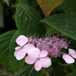 Hydrangea serrata 'Woodlander'