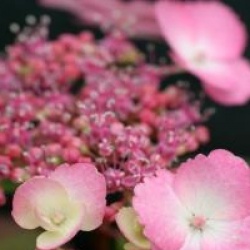 Hydrangea serrata 'Woodlander'