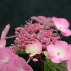 Hydrangea serrata 'Woodlander'