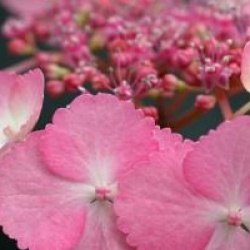 Hydrangea serrata 'Woodlander'