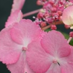 Hydrangea serrata 'Woodlander'