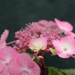 Hydrangea serrata 'Woodlander'