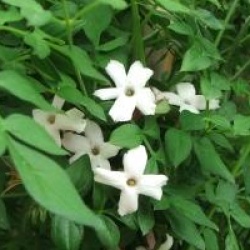 Jasminum officinale 'Inverleith' - Jasmin officinale Inverleith