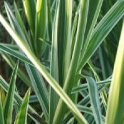Carex phyllocepahala 'Sparkler'
