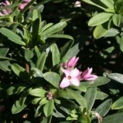 Daphne x transatlantica Pink Fragrance � Blapink