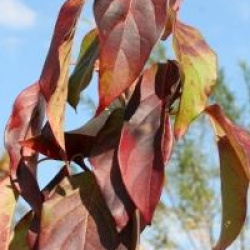 Nyssa sylvatica 'Wild Fire'