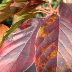 Nyssa sylvatica 'Wild Fire'