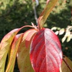 Nyssa sylvatica 'Wild Fire' - Tup�lo des bois Wild Fire