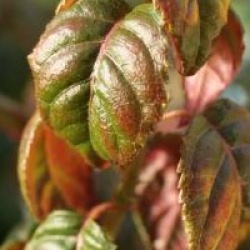 Hortensia grimpant Winter Surprise