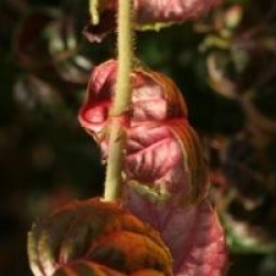 Hydrangea anomala subsp. anomala 'Winter Surprise'