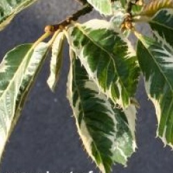 Castanea sativa 'Variegata' - Chataignier � feuillage panach�