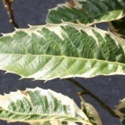 Castanea sativa 'Variegata'