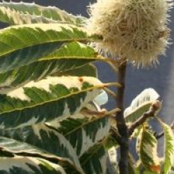 Castanea sativa 'Variegata'