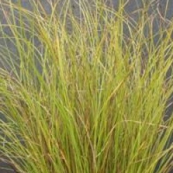 Carex flagellifera - Carex flagellifera