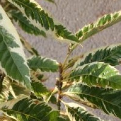Castanea sativa 'Variegata'