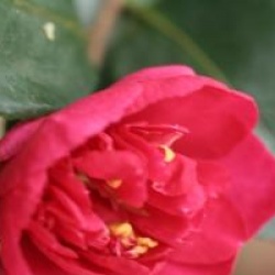Camellia sasanqua 'Bonanza'