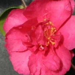 Camellia sasanqua 'Bonanza'