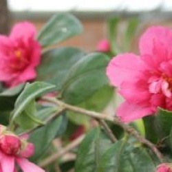 Camellia sasanqua 'Bonanza'