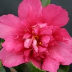 Camellia sasanqua 'Bonanza' - Cam�lia d'automne Bonanza