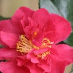 Camellia sasanqua 'Bonanza'
