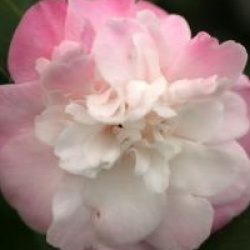 Camellia 'Sweet Jane' - Cam�lia Champ�tre Sweet Jane