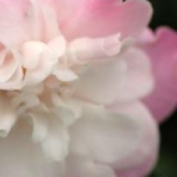 Camellia 'Sweet Jane'