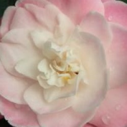 Camellia 'Sweet Jane'